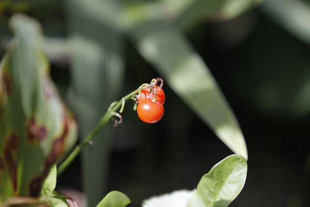Free Berry Plant photo and picture