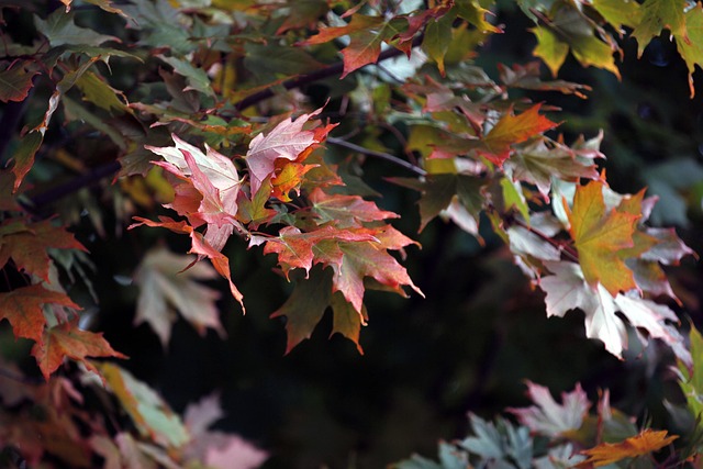 Free Maple Leaf photo and picture
