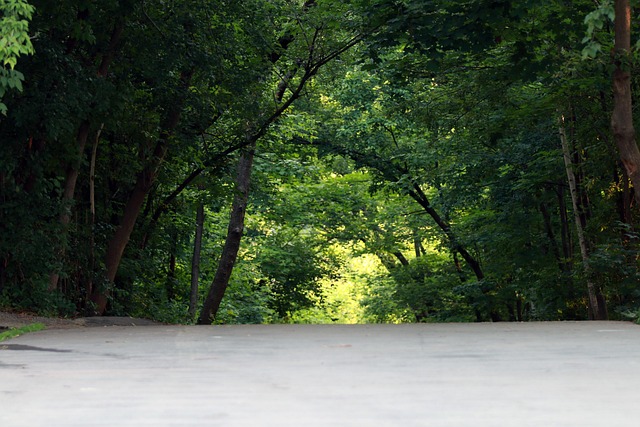 Free Green Forest photo and picture