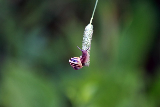 Free Snail Climbing photo and picture