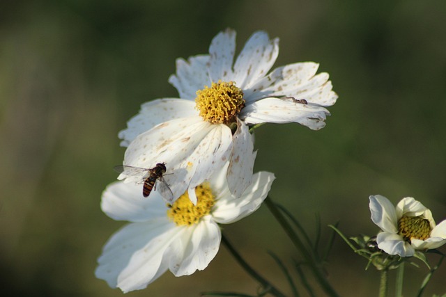 Free Fleure Bee photo and picture