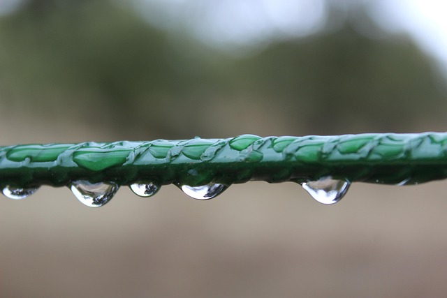 Free Raindrops Rain photo and picture