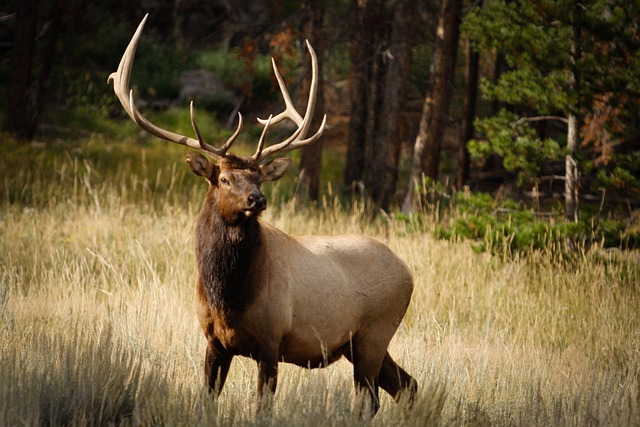 Nature elk free photo on pixabay
