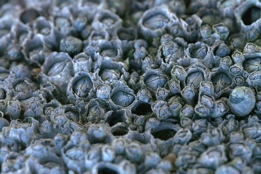 Smallpox, Barnacles, Rankenfuesser