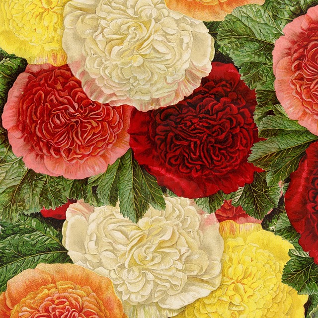 Free flowers yellow pink illustration