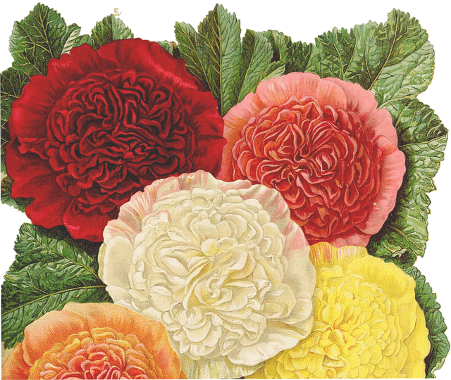 Free flowers yellow pink illustration