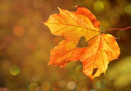 Heart, Sweetheart, Leaf, Autumn