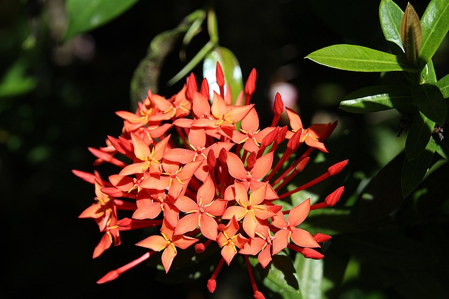 Free Kanakambaram Orange Flower photo and picture