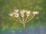 yarrow, plant, frost