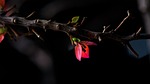 female, flower, each