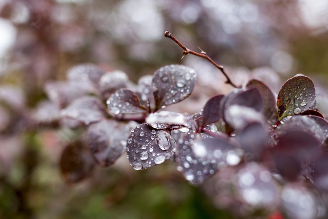 Efterår, Busk, Vand, Dråber, Regn, Træ