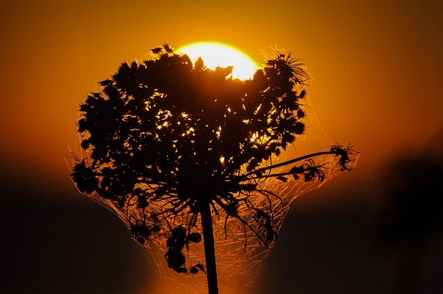 Gegenlicht, Sonnenuntergang