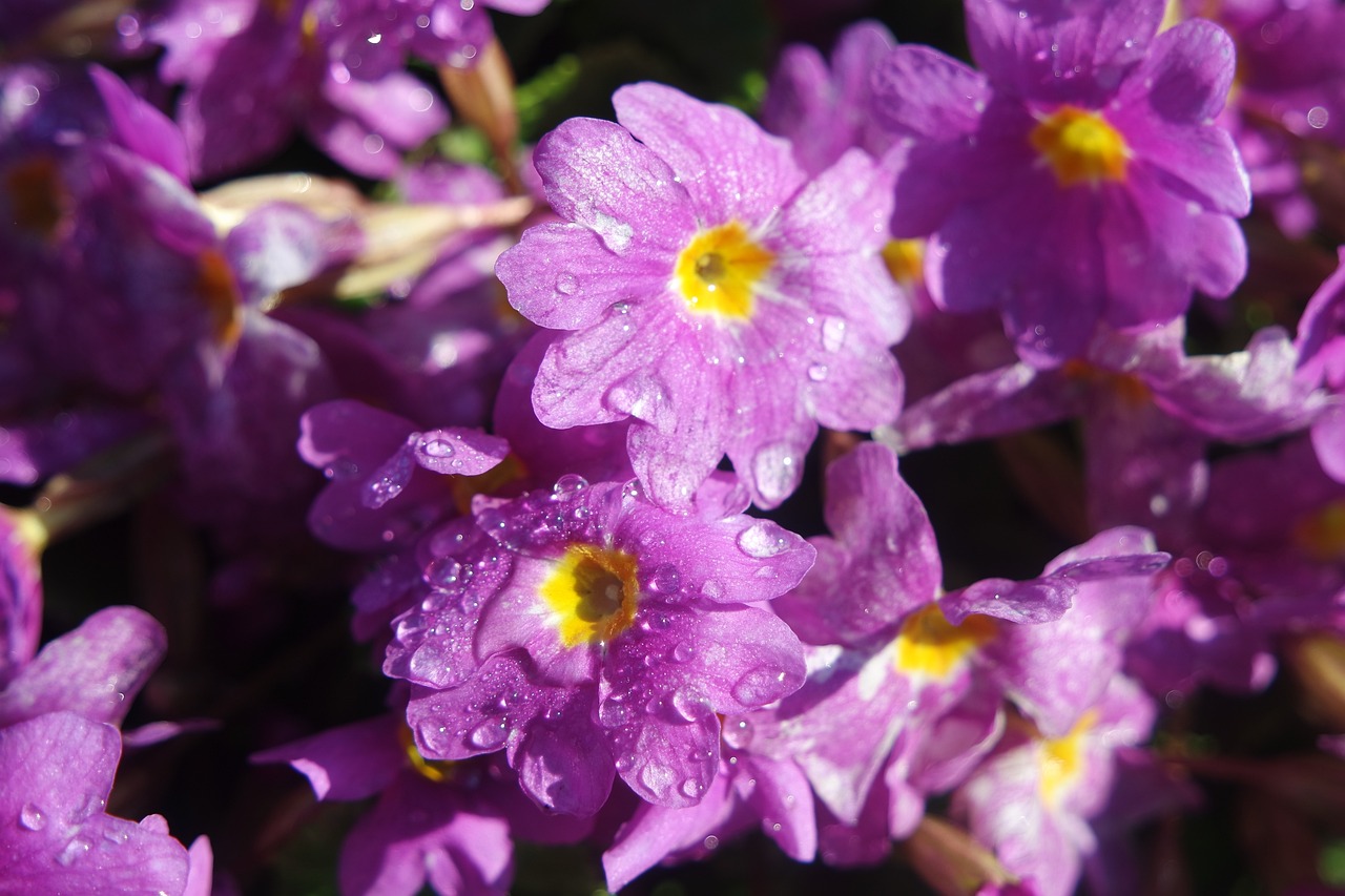 Spring Flowers Primrose Free photo on Pixabay Pixabay