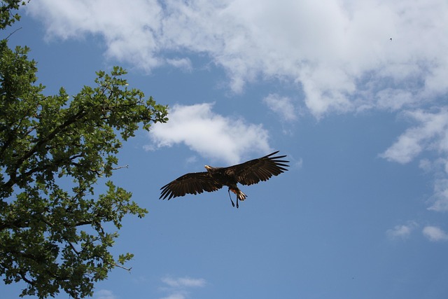 Free Eagle Bird photo and picture