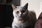 cat, briton, little kitty
