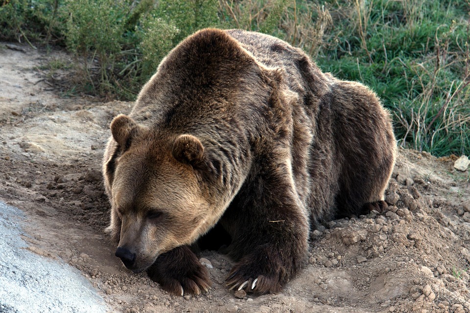 Grizzli L Ours Brun Grizzly Photo Gratuite Sur Pixabay Grizzli L Ours Brun Grizzly Photo Gratuite Sur Pixabay