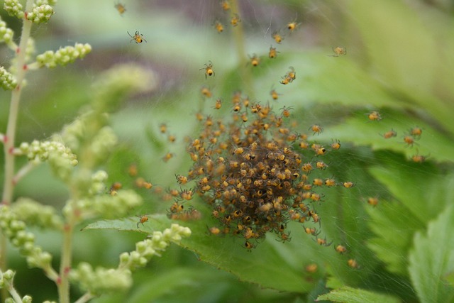 Free Spin Nature photo and picture