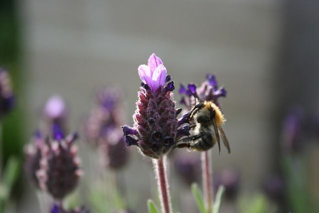 Free Bee Nature photo and picture