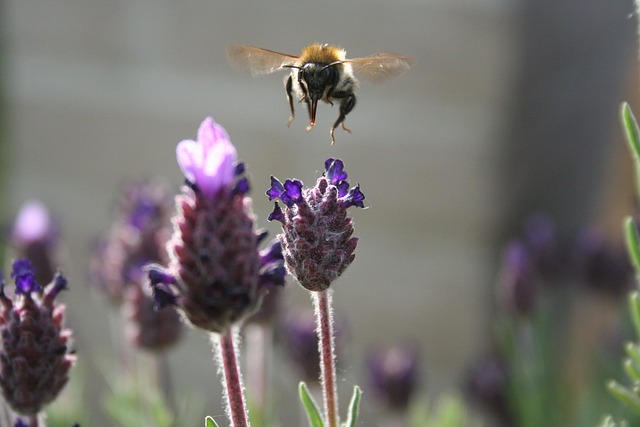 Free Bee Nature photo and picture