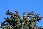 turkey vulture, raptor, scavengers