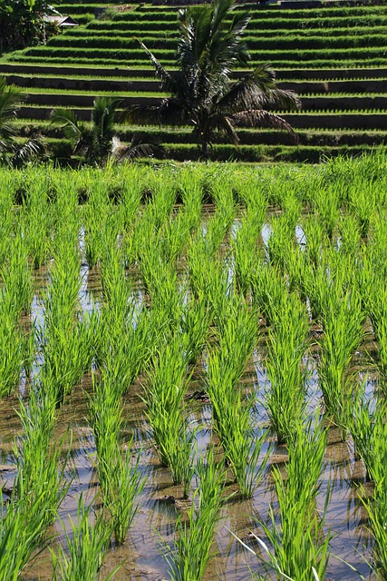 Free Bali Rice Fields photo and picture