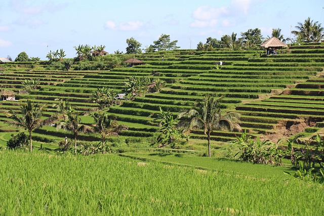 Free Bali Rice Fields photo and picture