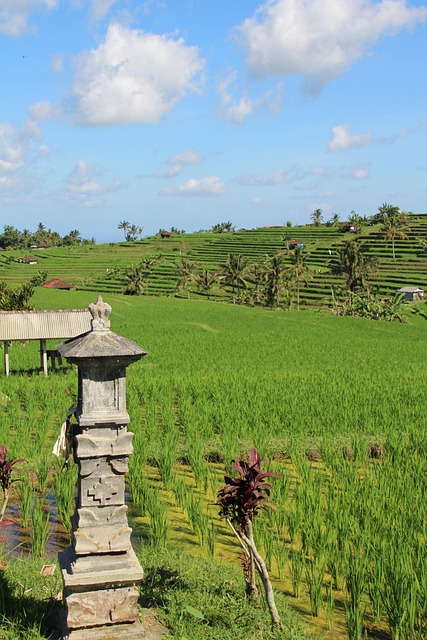 Free Bali Rice Fields photo and picture