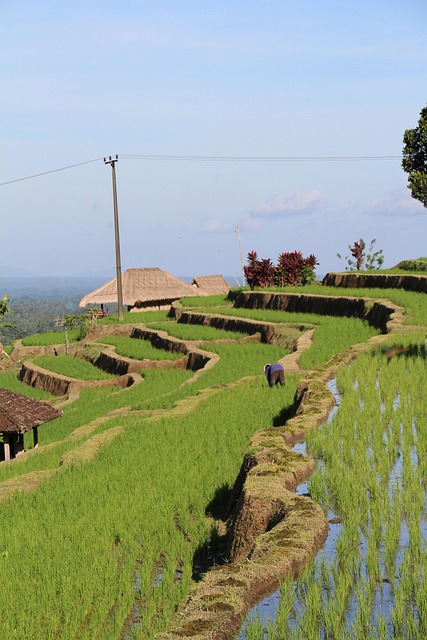 Free Bali Rice Fields photo and picture