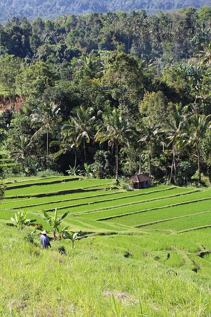 Free Bali Rice Fields photo and picture