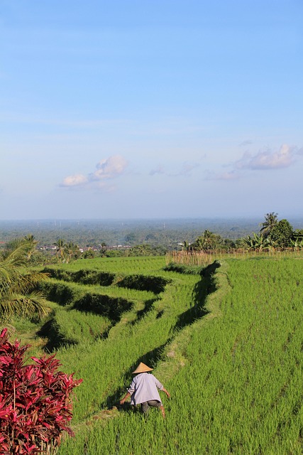 Free Bali Rice Fields photo and picture