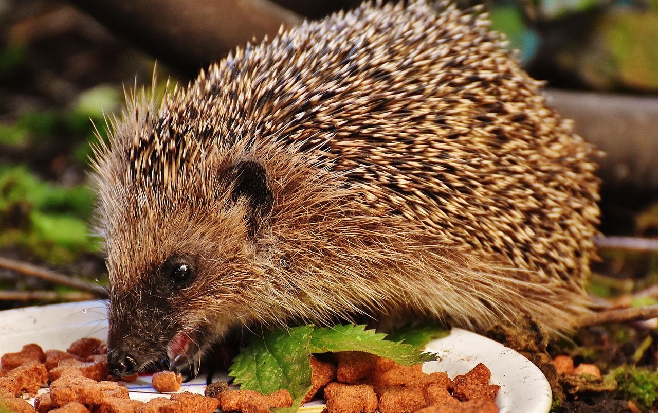 Hedgehog Child, Young Hedgehog, Hedgehog, Animal, Spur