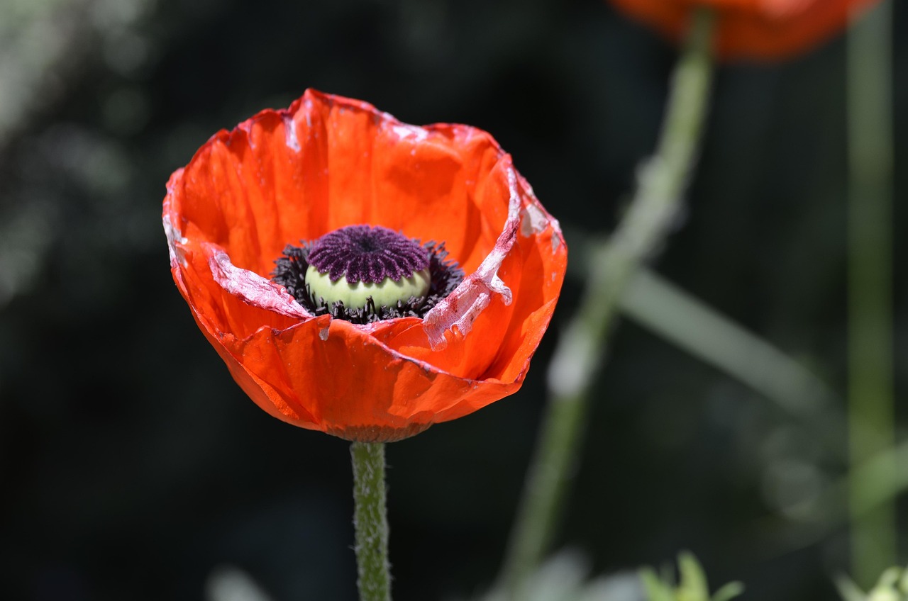 罂粟 开花 红罂粟 - Pixabay上的免费照片 - Pixabay