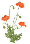 poppy, corn poppy, flowering plant