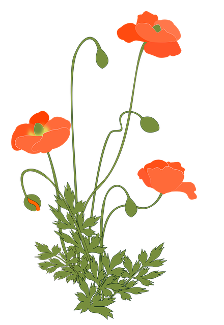 Free poppy flowering plant pink illustration