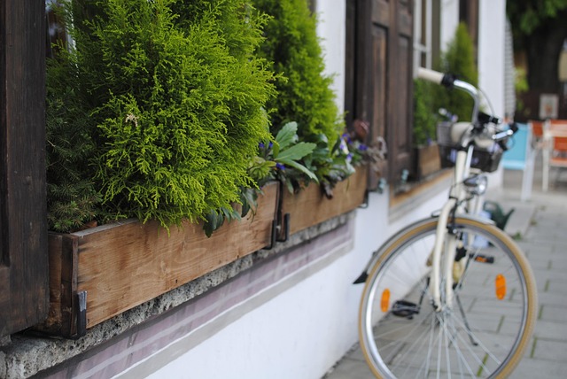 Free Bicycle Plant photo and picture