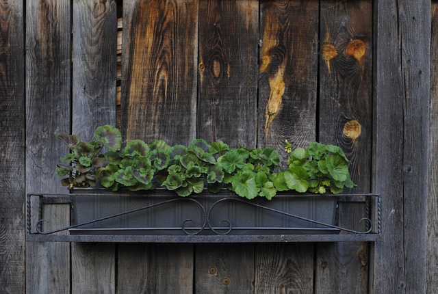 Free Plant Planter photo and picture