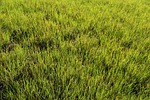 swamp grass, wetland, marsh