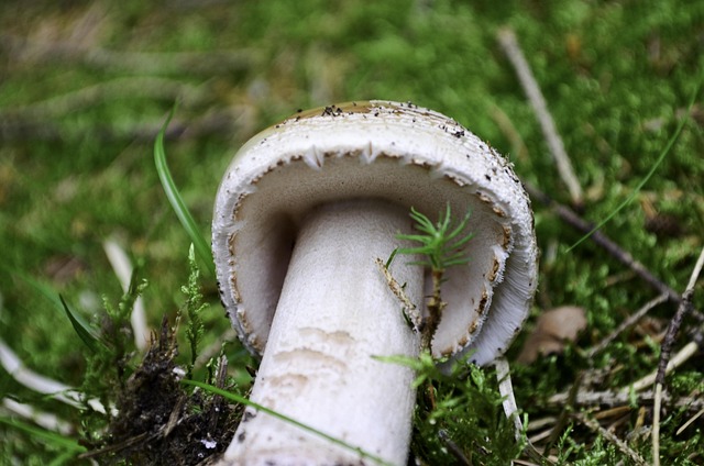 Free Mushroom Forest photo and picture