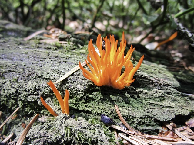 Free Mushroom Forest photo and picture