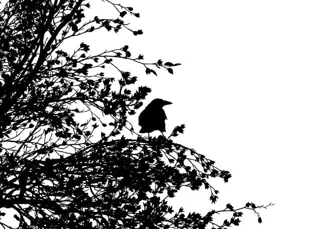 Free bird carrion crow crow illustration