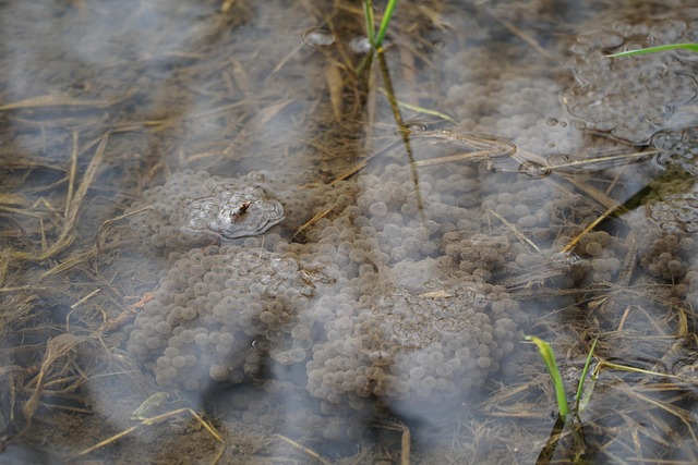 Free Frog Amphibians photo and picture