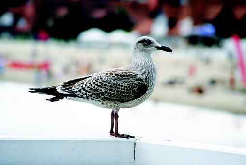 Måge, Fugl, Hav, Natur, Vinger, Flyvning