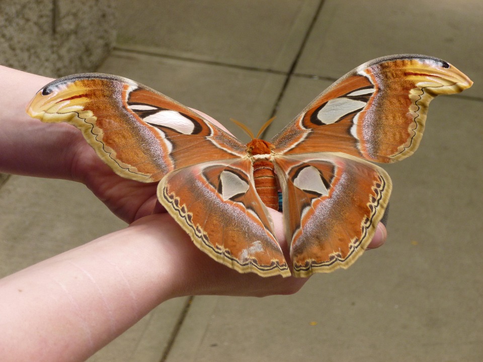 Motyl, Ogromny, Ogromny, Natura, Skrzydło, Kolorowy, Bug
