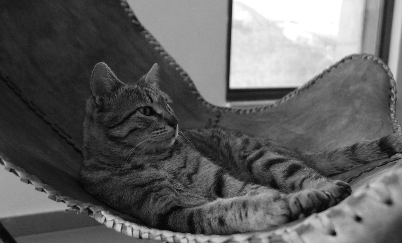 100+ Free Two Cats & Cat Images Pixabay