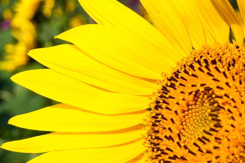 Sunflower Yellow - Free photo on Pixabay - Pixabay