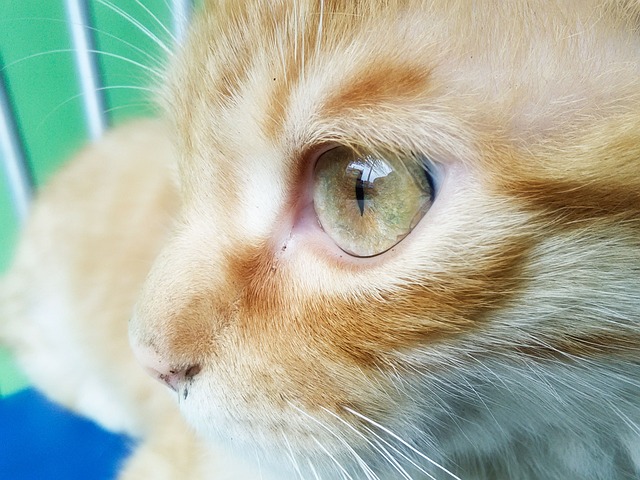 Free Feline Animal photo and picture