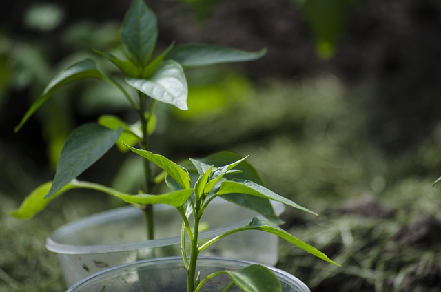 Free Plants Green photo and picture