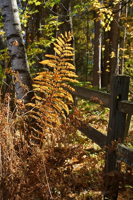 Free Fern Wooden Fence photo and picture