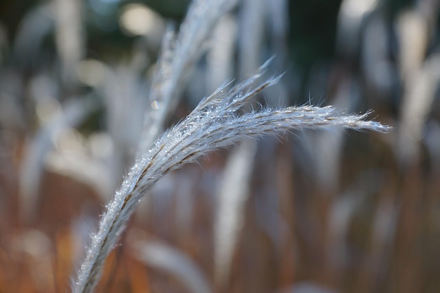 Free Nature Dew photo and picture