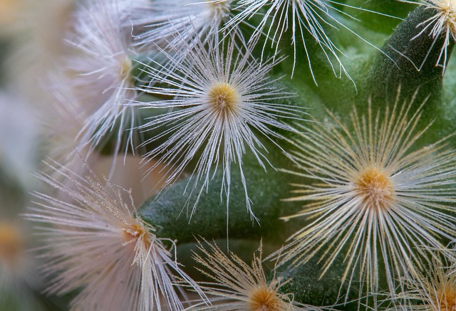 Free Cactus Cacti photo and picture